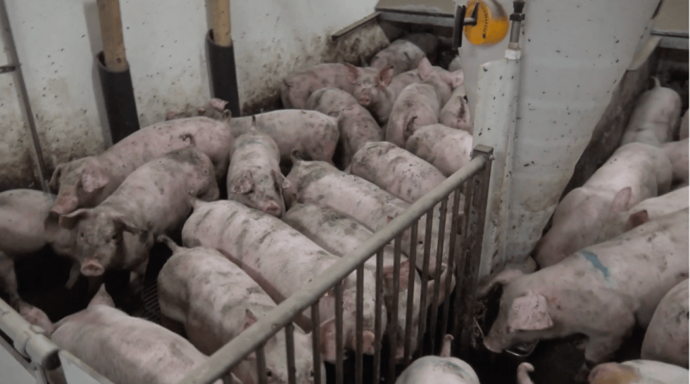 Grise står sammenpresset i griseproduktionen