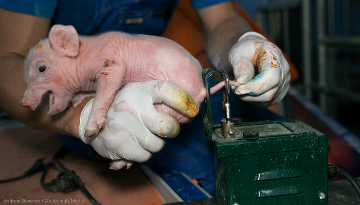 Pattegris får kuperet halen