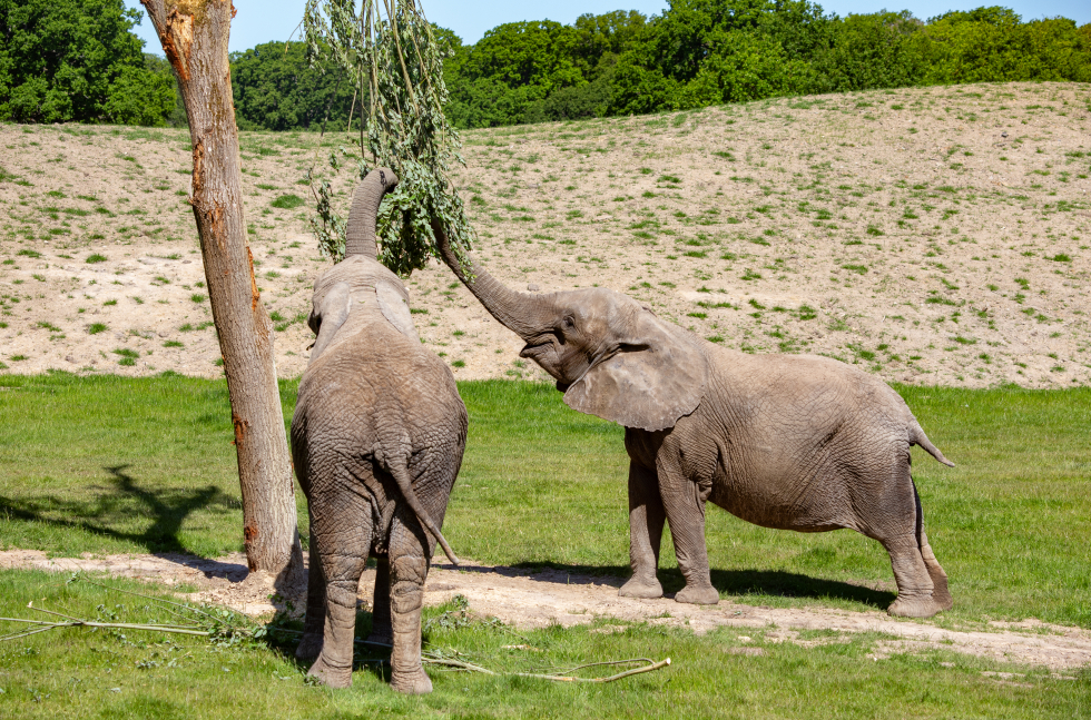 Tidligere danske cirkuselefanter spiser fra træerne i deres nye hjem Knuthenborg Safaripark