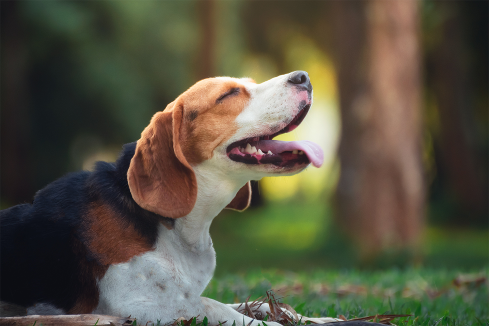 Glad beagle ligger på græsplæne