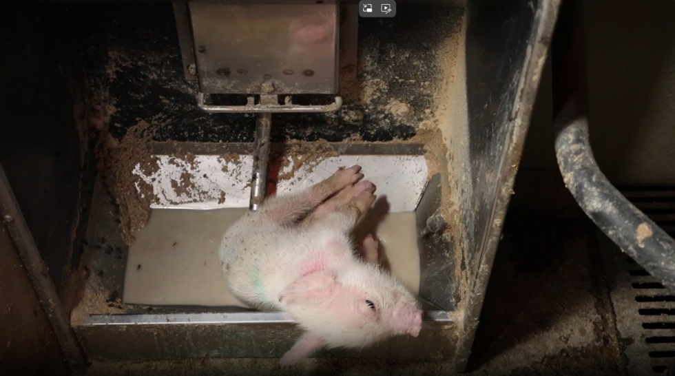 Pattegris ligger i vandtruget