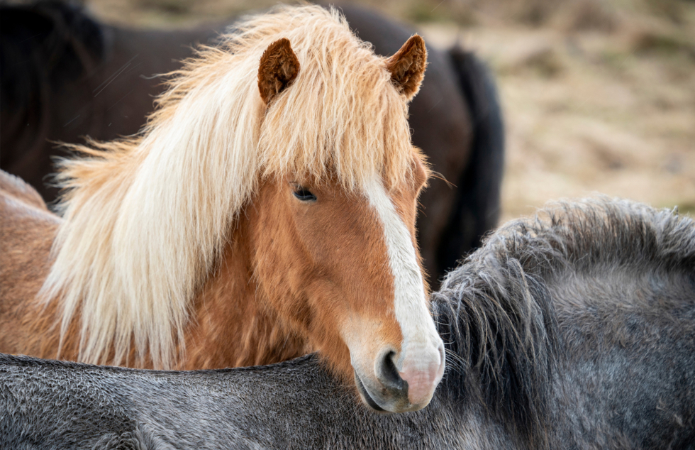 Islandsk hest