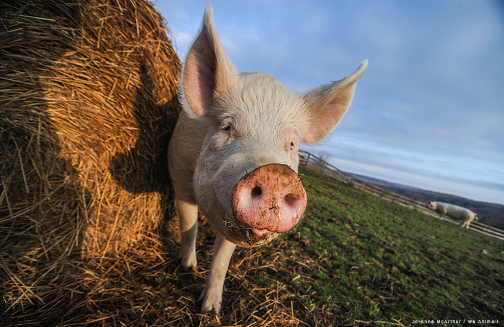 Gris på dyrefristed