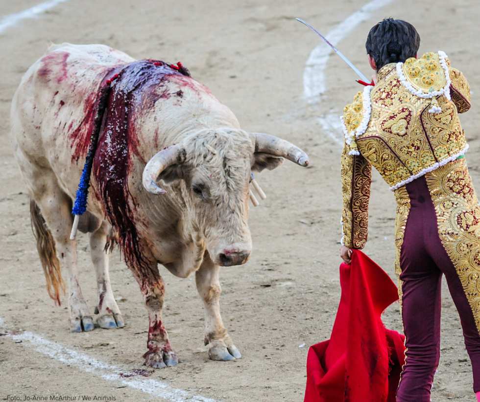 Tyr der er blevet spiddet i arena.