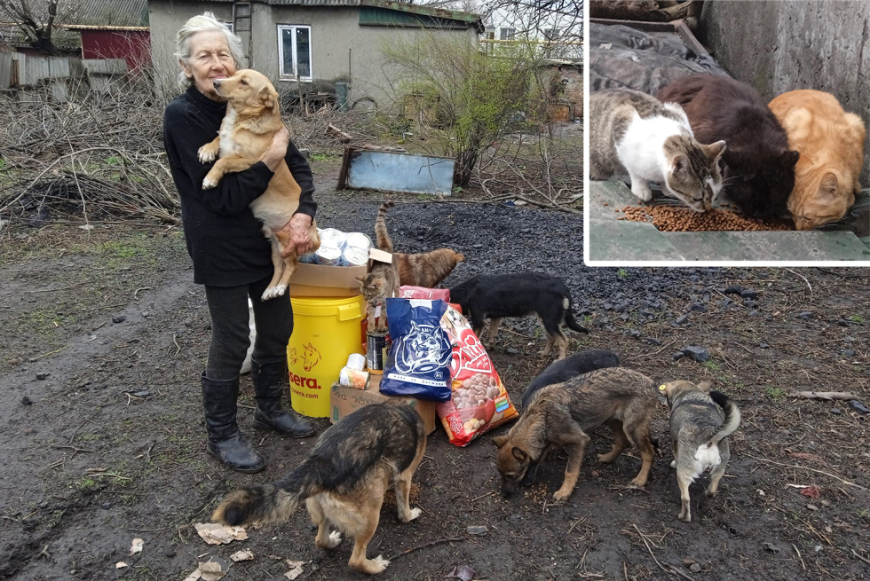Internat i Ukraine med reddet hunde og katte