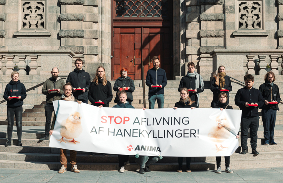 Protest mod aflivning af hanekyllinger foran Christiansborg