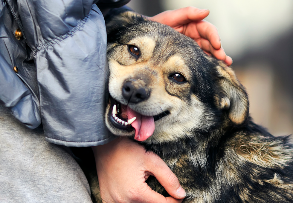 Glad hund bliver nusset