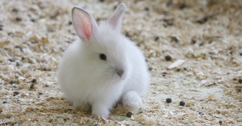 Lille hvid kaninunge