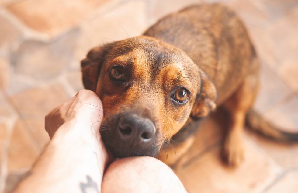 Sød brun hund bliver kælet