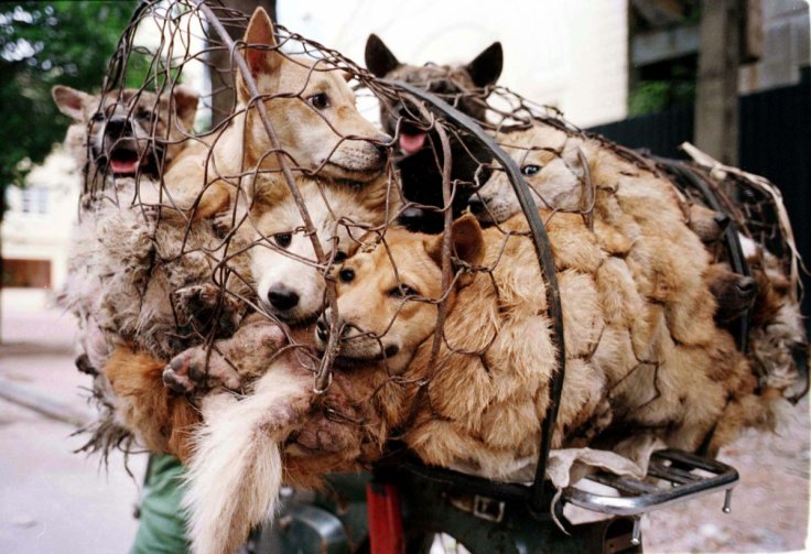 Kinesisk storby forbyder spisning af hunde og | Anima.dk